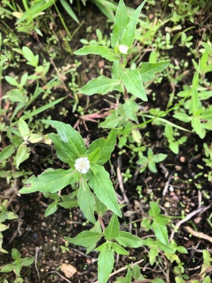 Eclipta 8