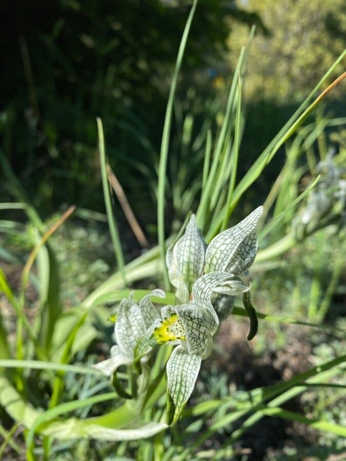 Chloraea 5