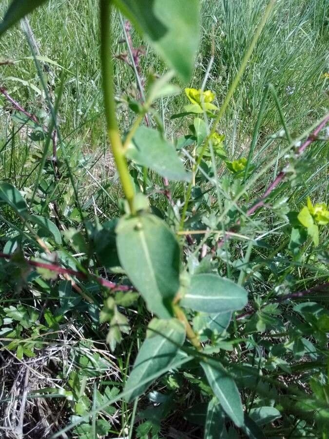 Euforbia bionda 17