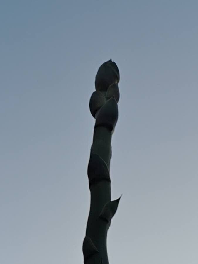 Wüsten-Agave 5