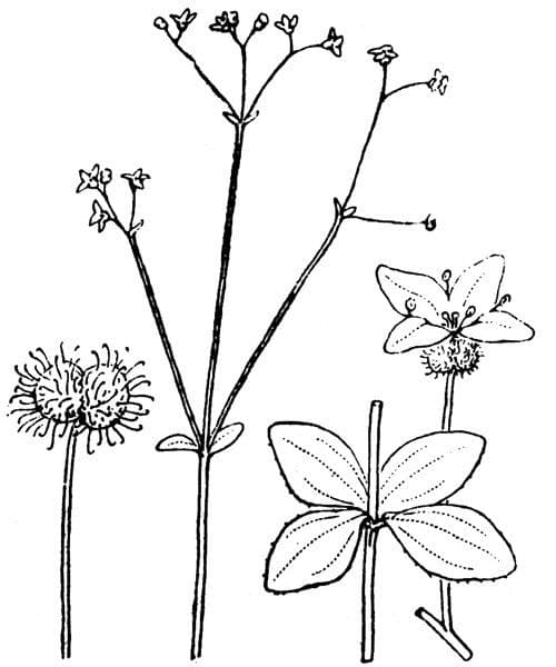 Rundblatt-Labkraut 21