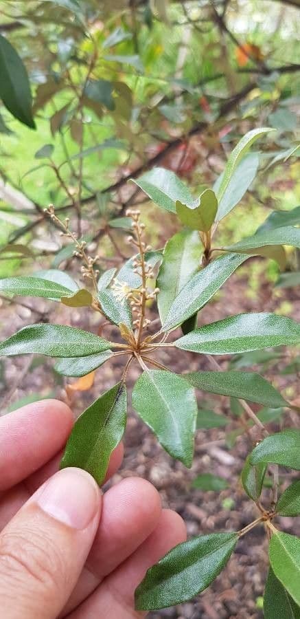 Croton 21