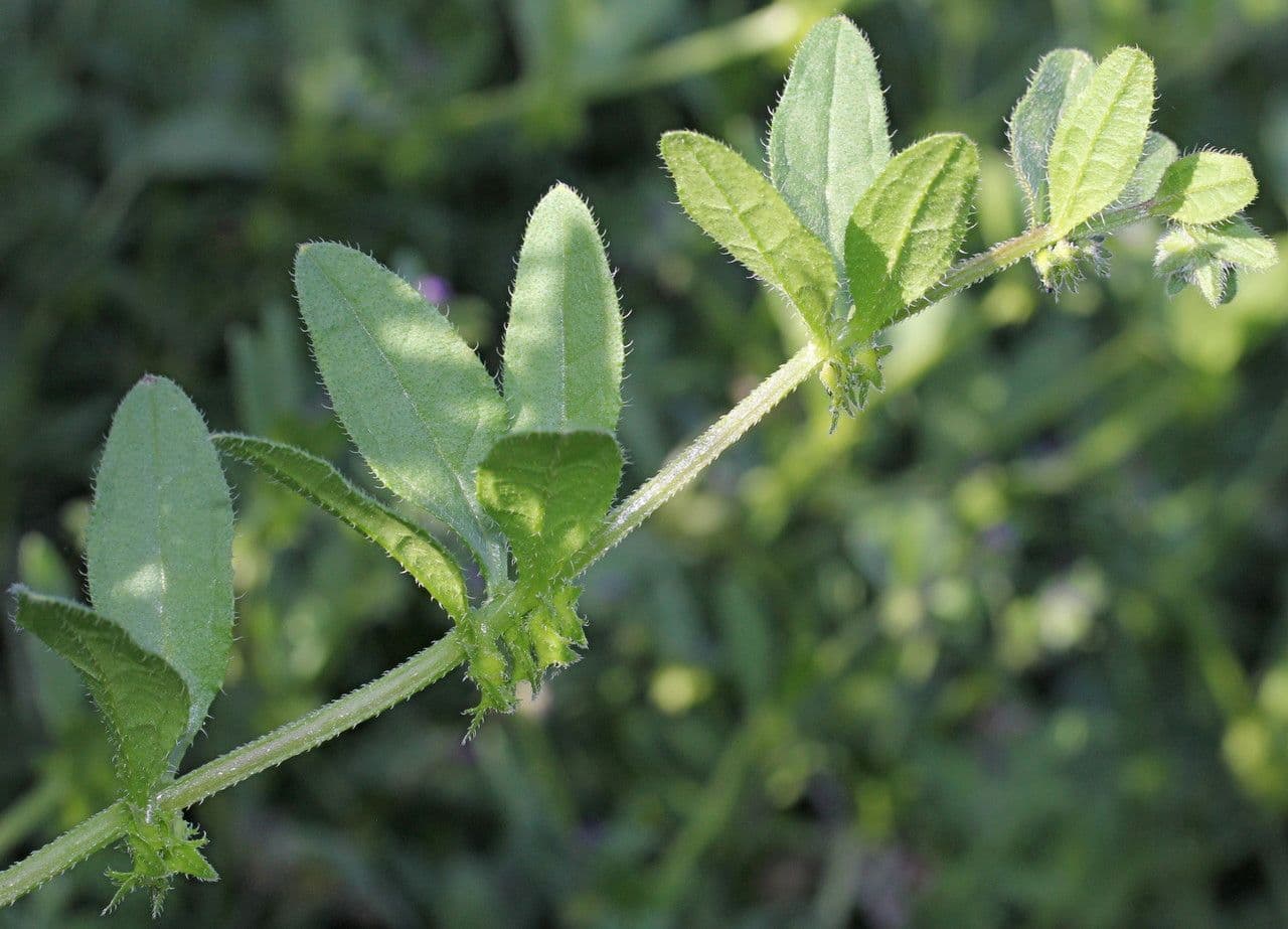 Lappola aspera 29