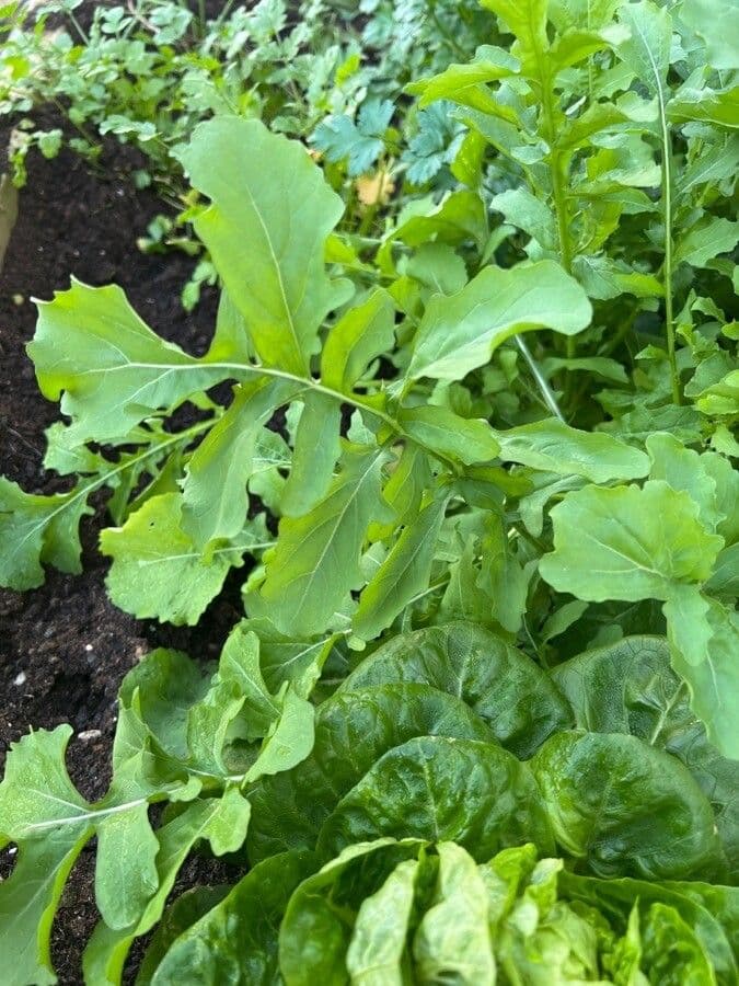Rucola 18
