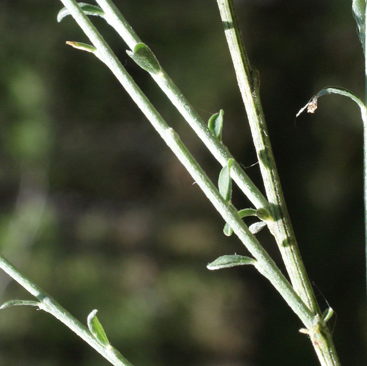 Ginestra cenerina 17
