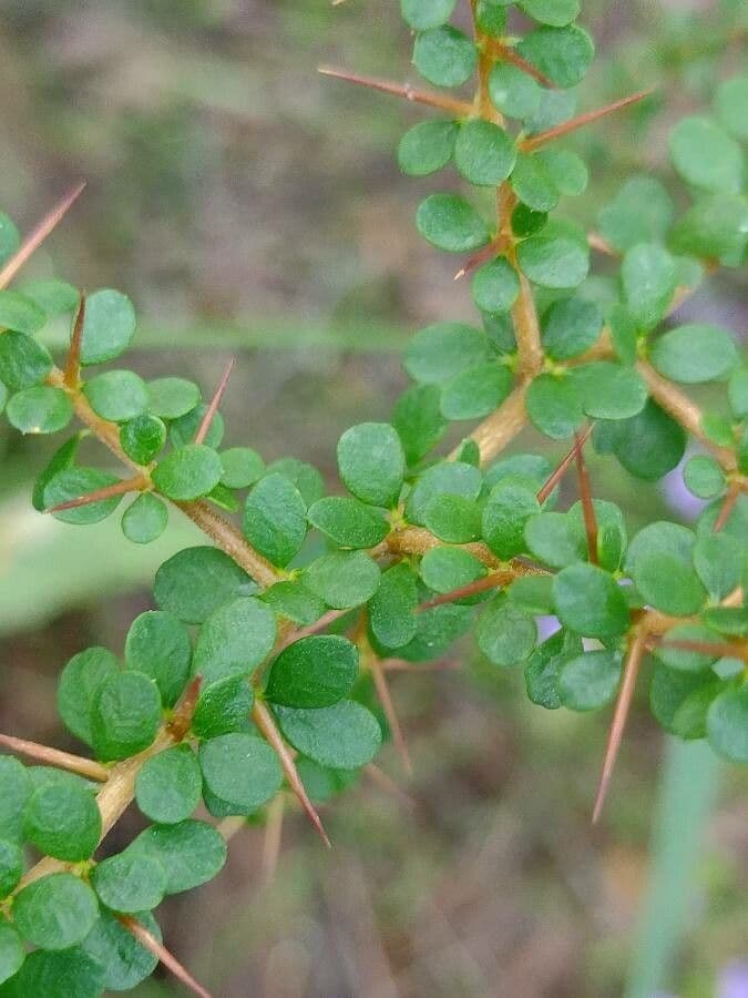 Bursaria spinosa 13