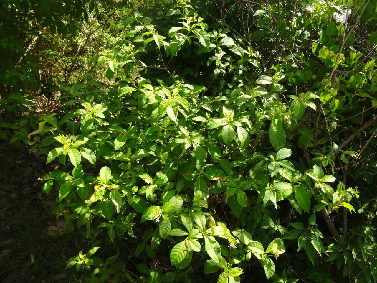 Rauvolfia viridis 11