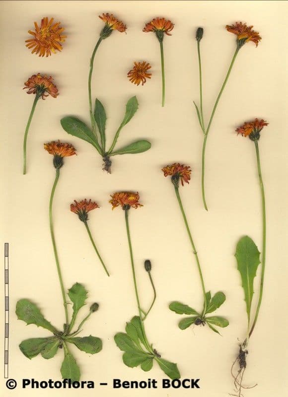 Crepis aurea 18