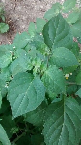Solanum chenopodioides 19