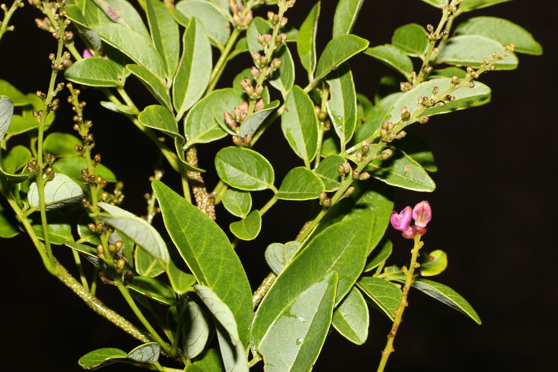 Lonchocarpus lanceolato 7