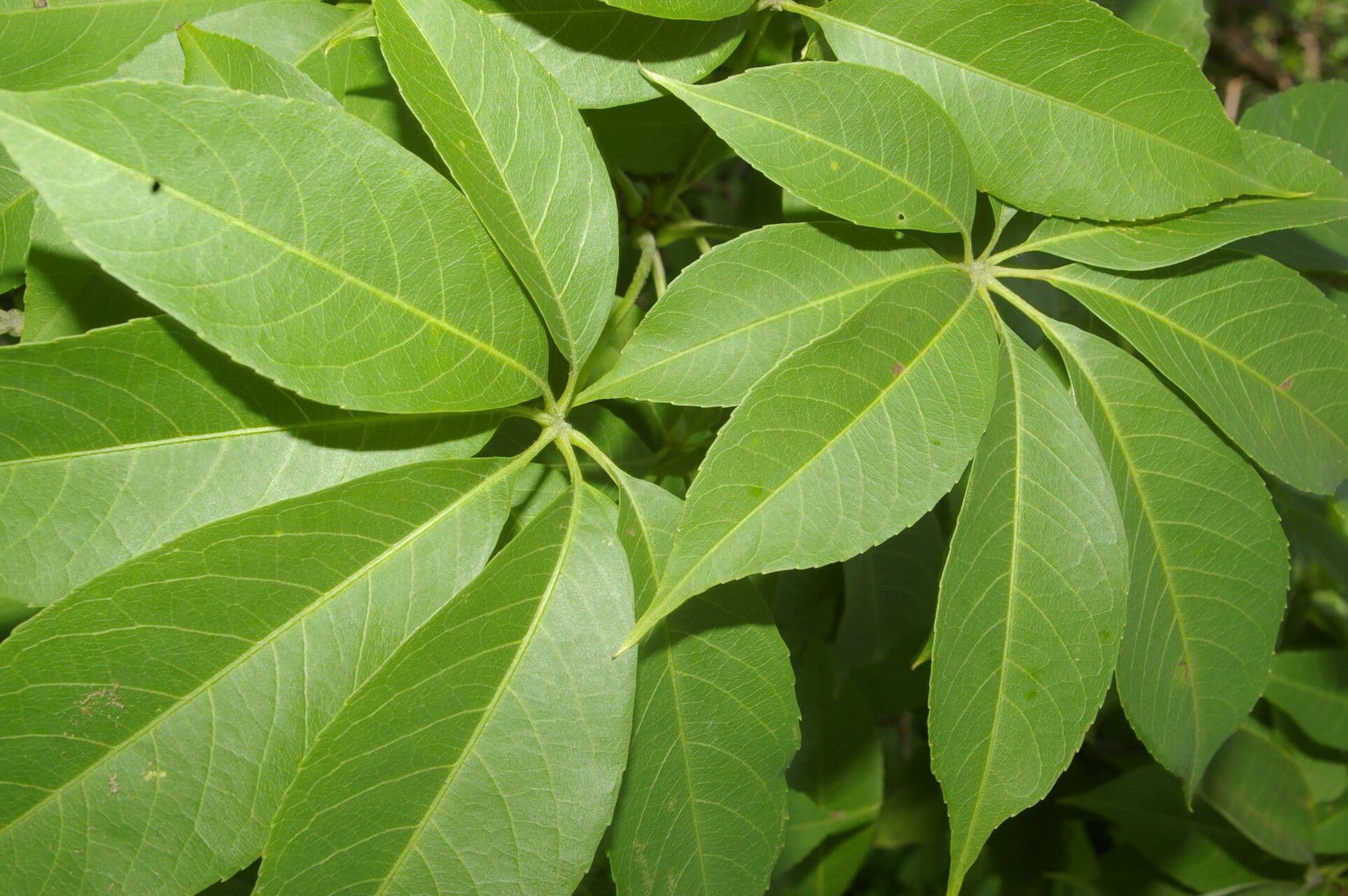Pochote 9