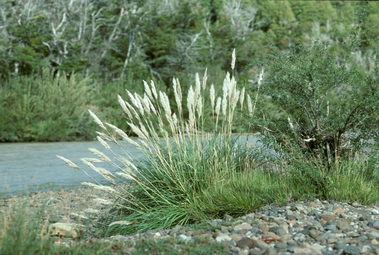 Cortaderia 2