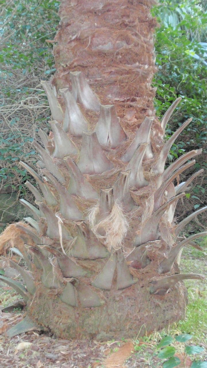 Livistona