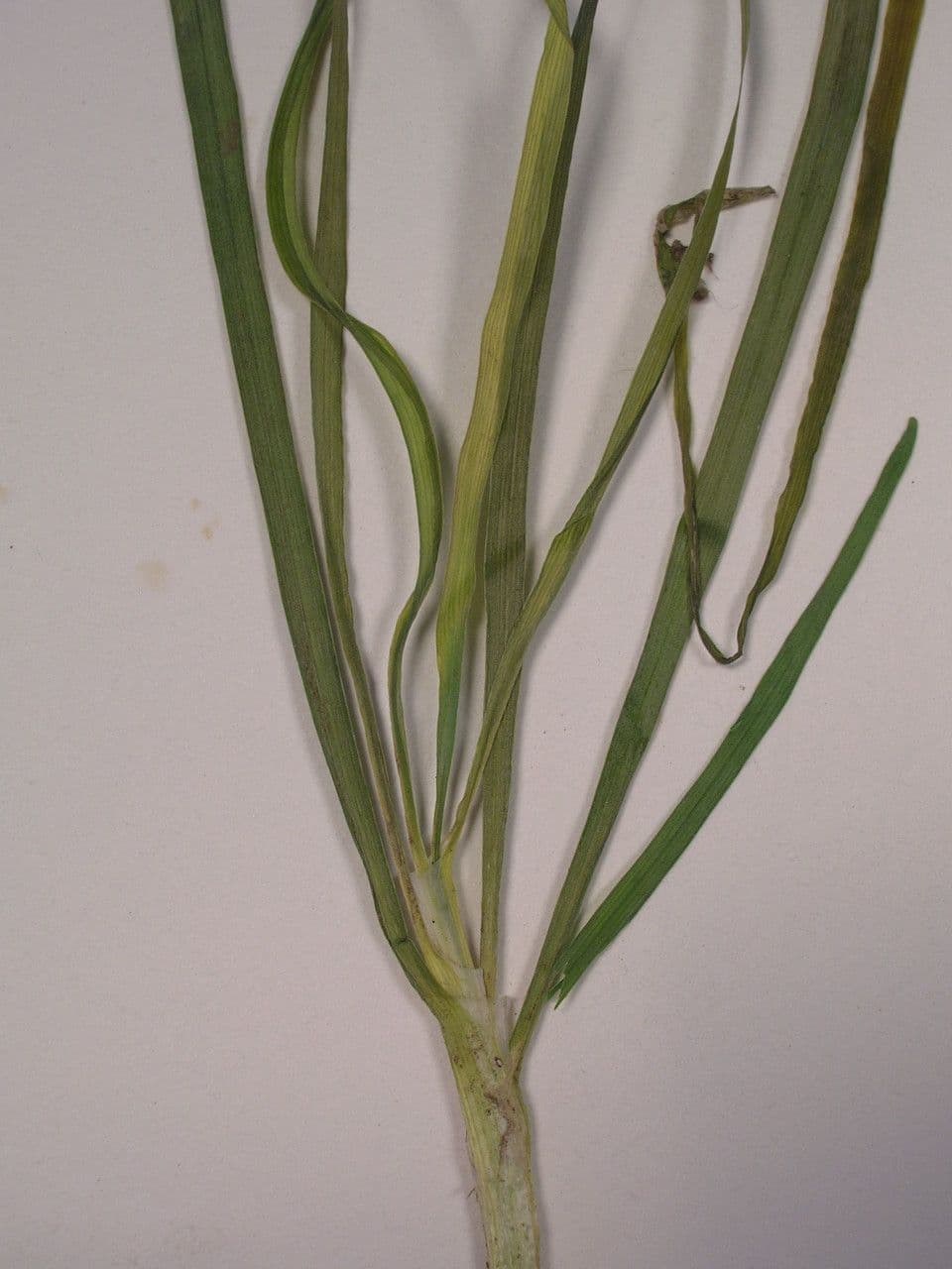 Schnittknoblauch 25