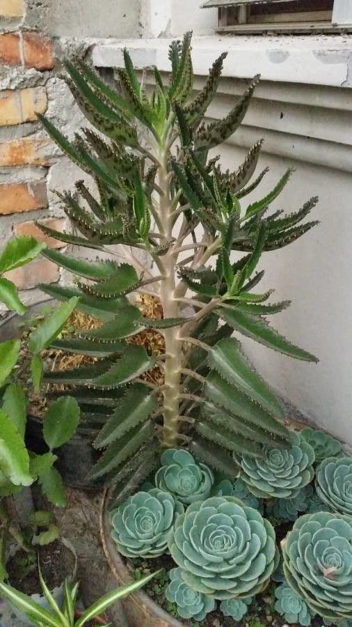 Kalanchoe 7