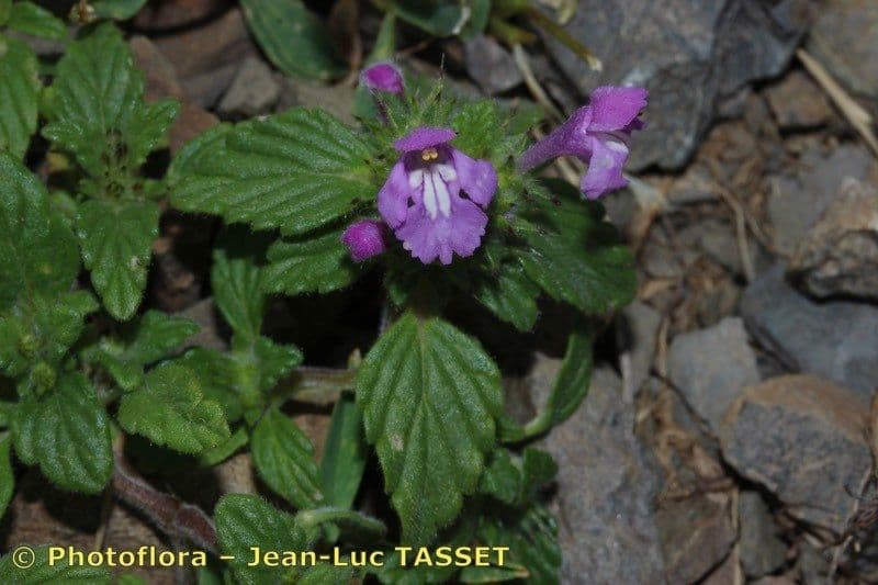Canapetta pirenaica 7