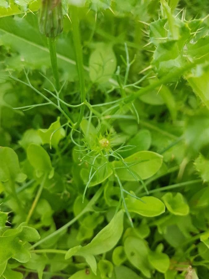 Scentless mayweed 26
