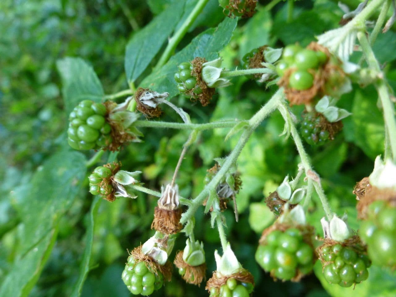 Brombeere