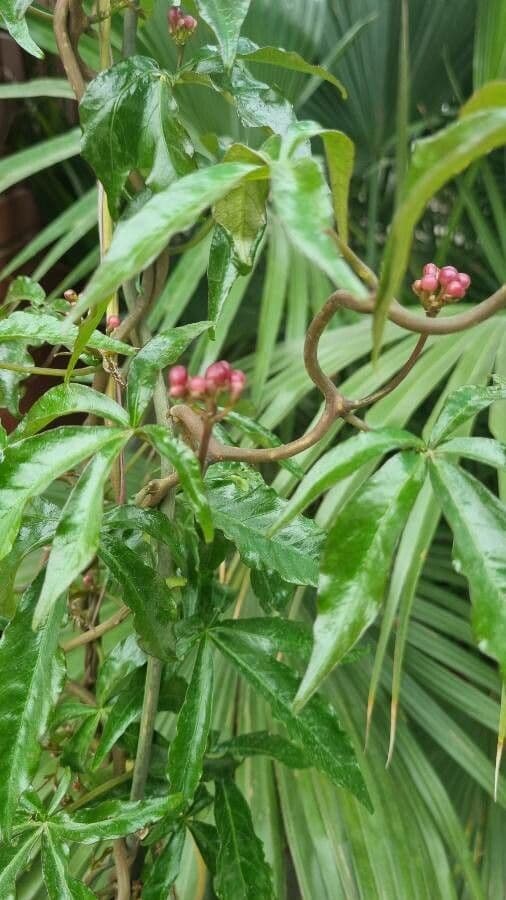 Ipomoea horsfalliae 12