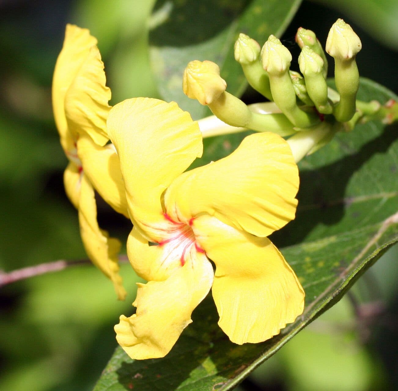 Mandevilla 2