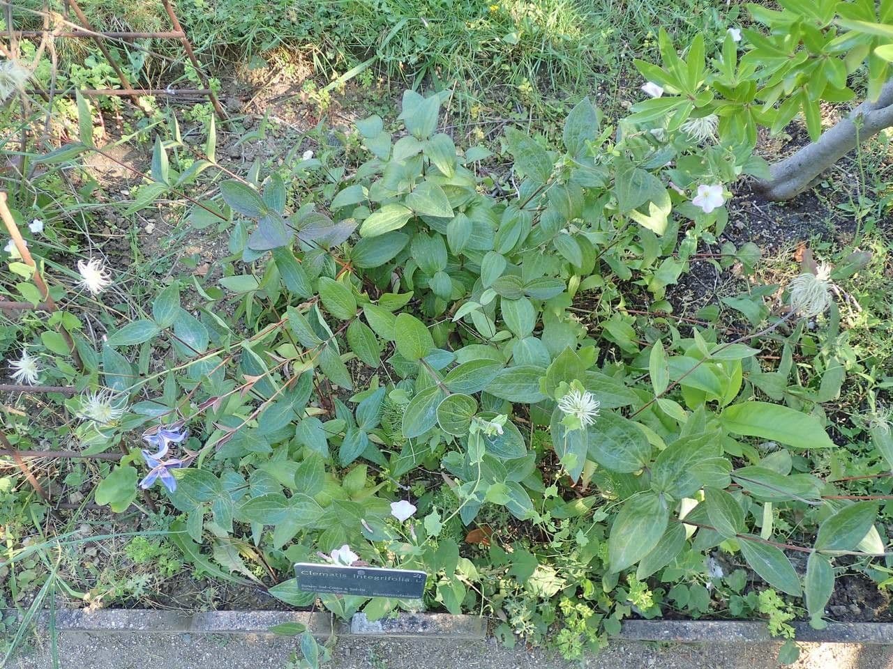 Einfache Clematis 14