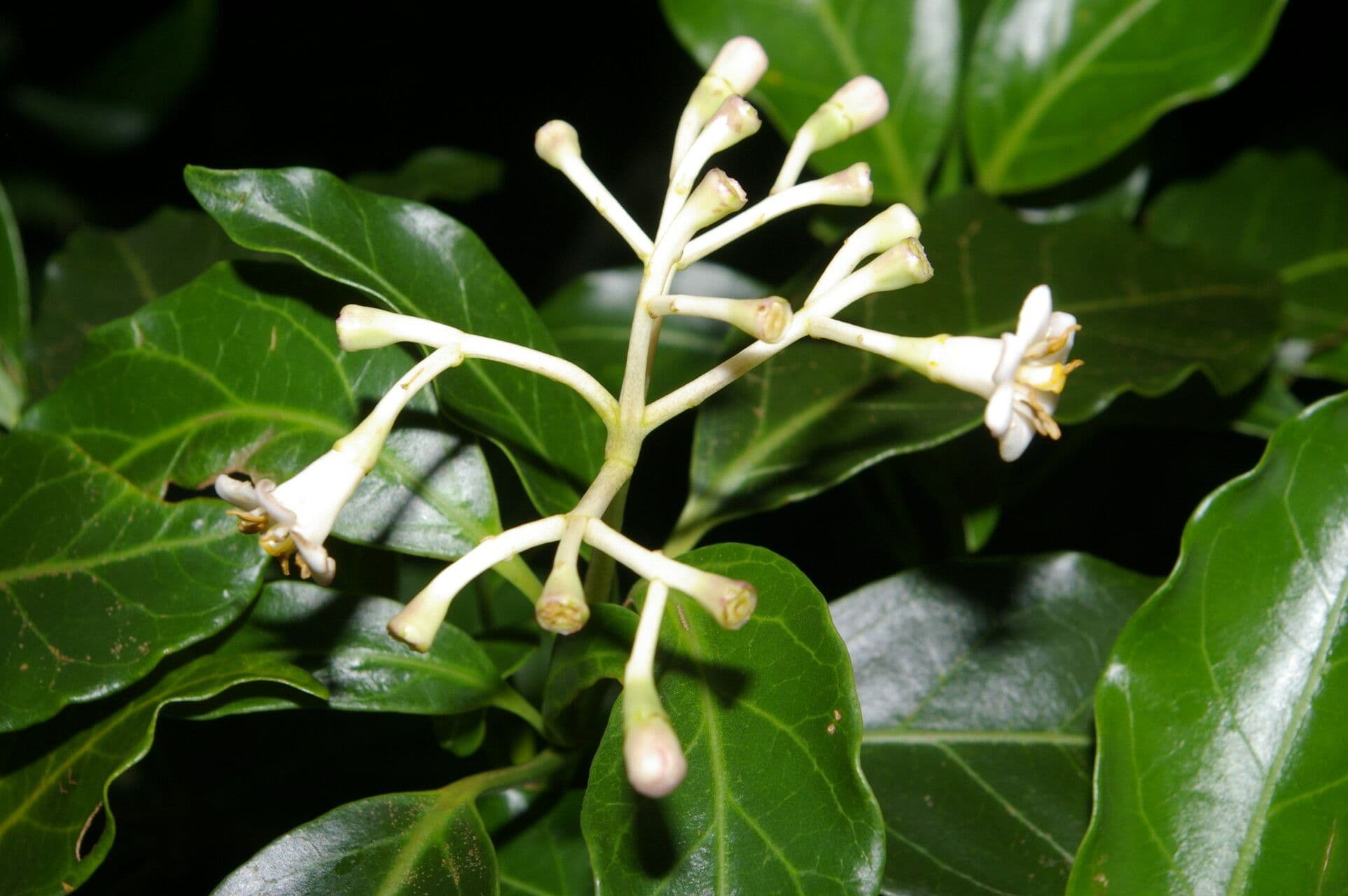 Chione venosa 7