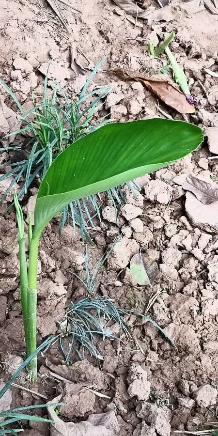 Curcuma aromatica 6
