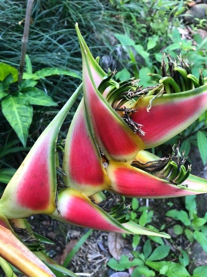 Geldblume 10