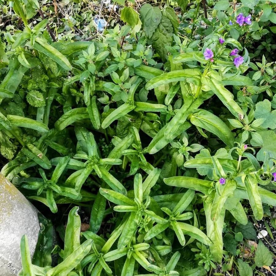 Flor morada 10