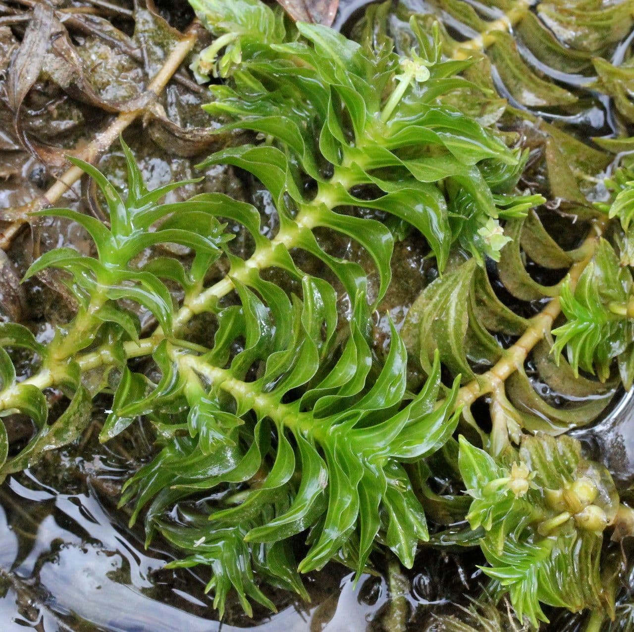 Groenlandia densa 12