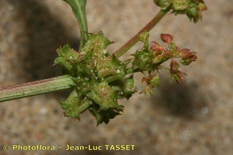Abreojos 28
