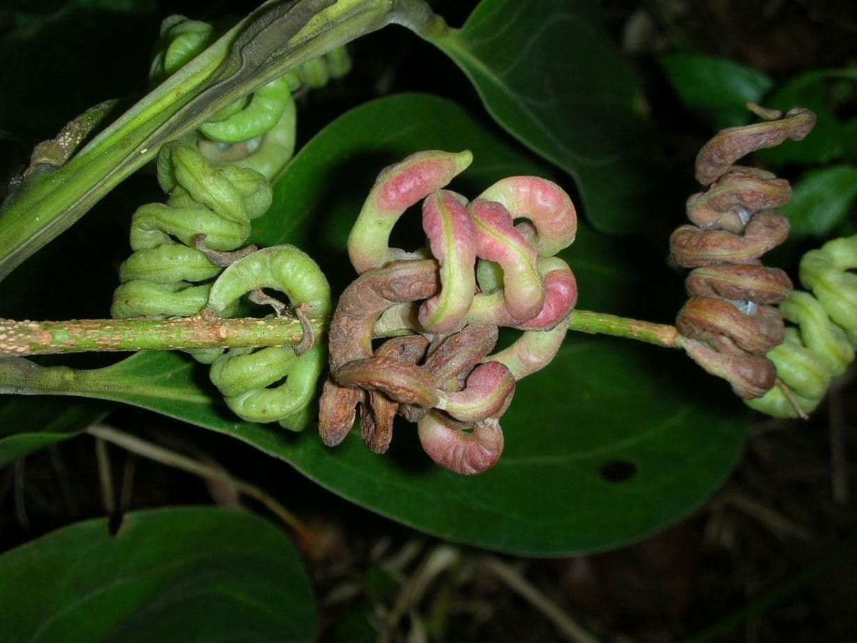 Akacja mangium