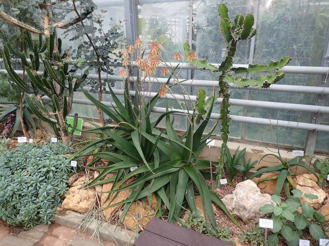 Aloe 5