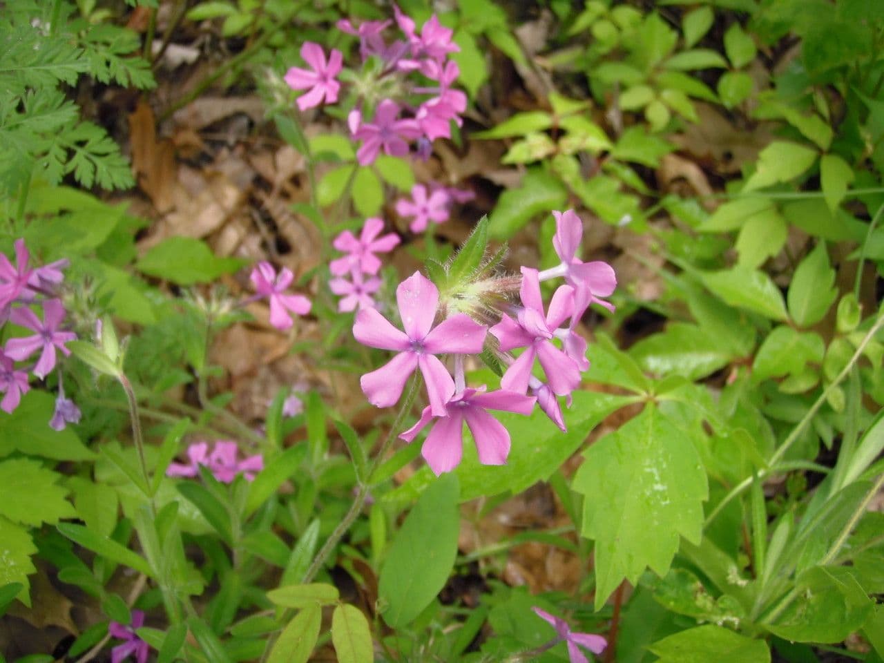 Flocos amoena 7