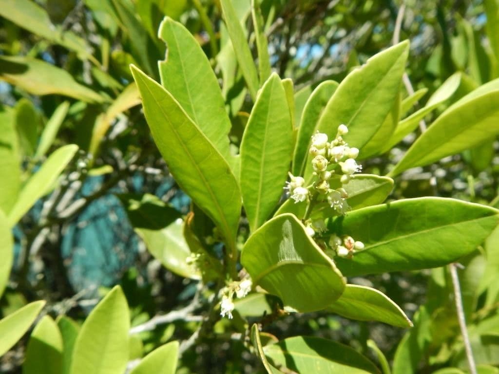 Guioa 5