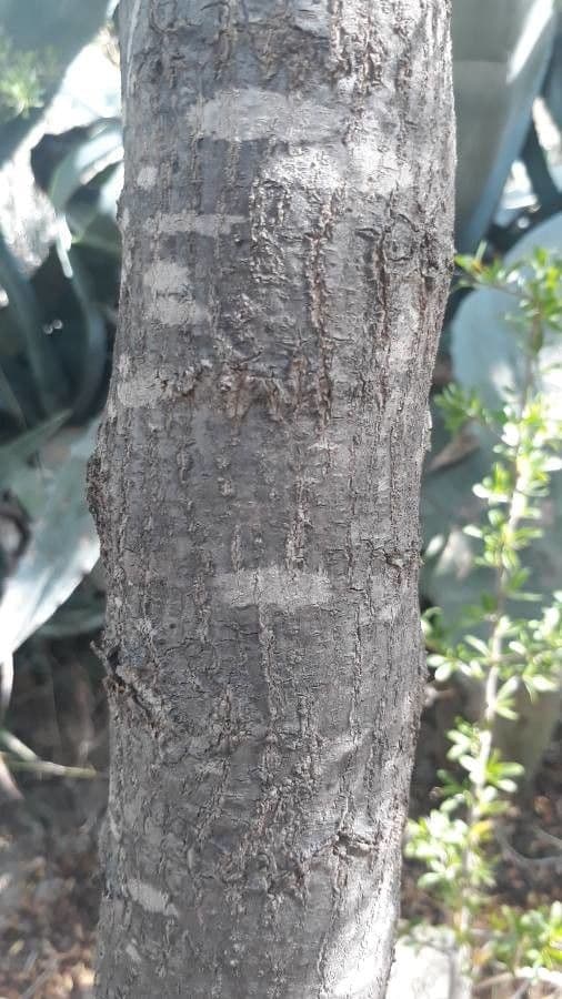 Argan 21