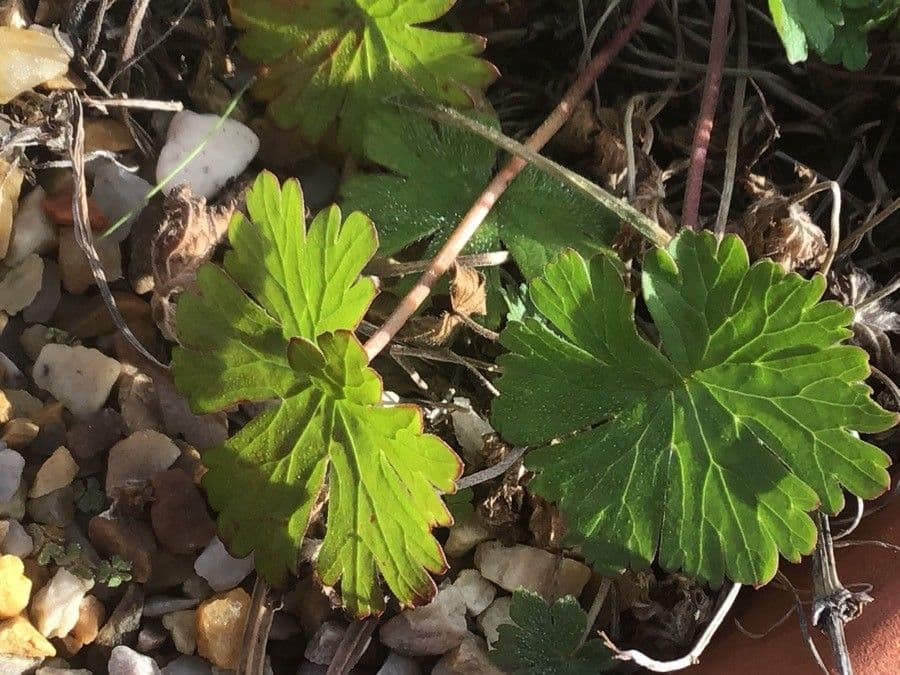 Géranium 3