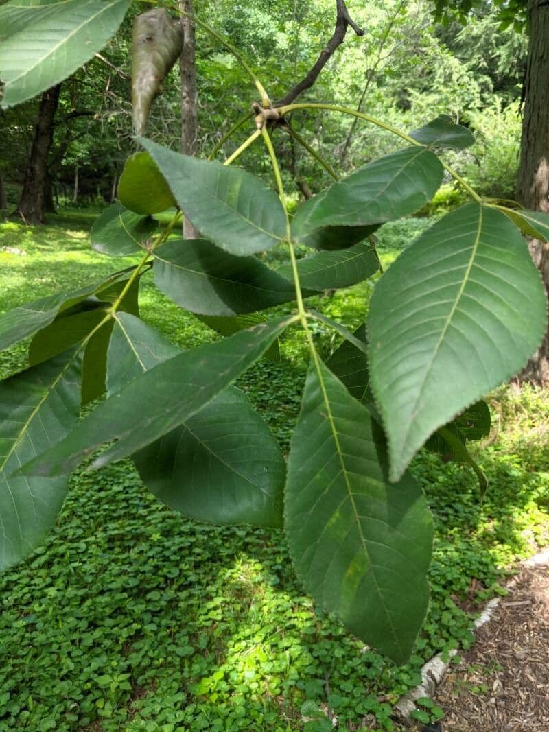Carya ovata 16
