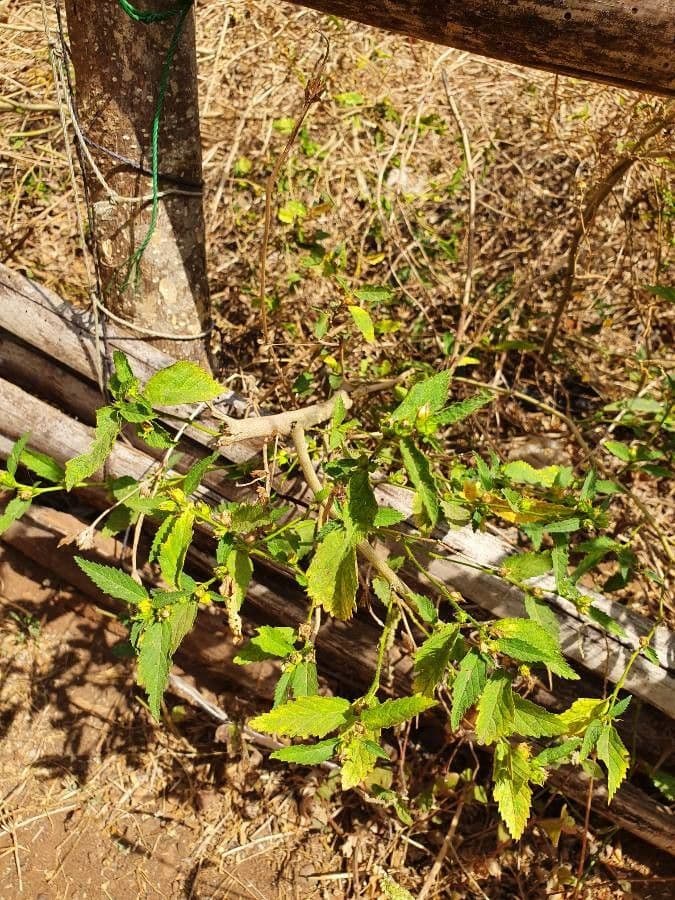 Sida cordifolia 21