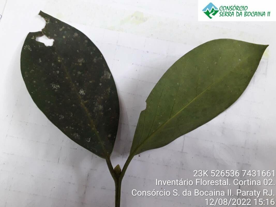 Posoqueria latifolia 16