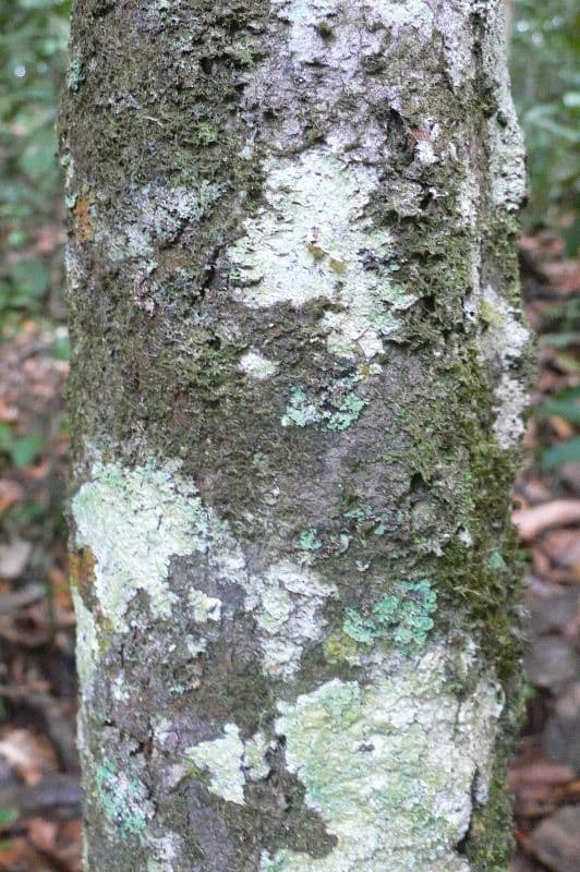Garcinia 16