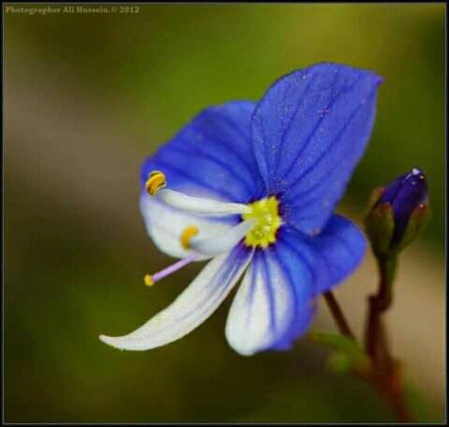 Veronica scudata 10