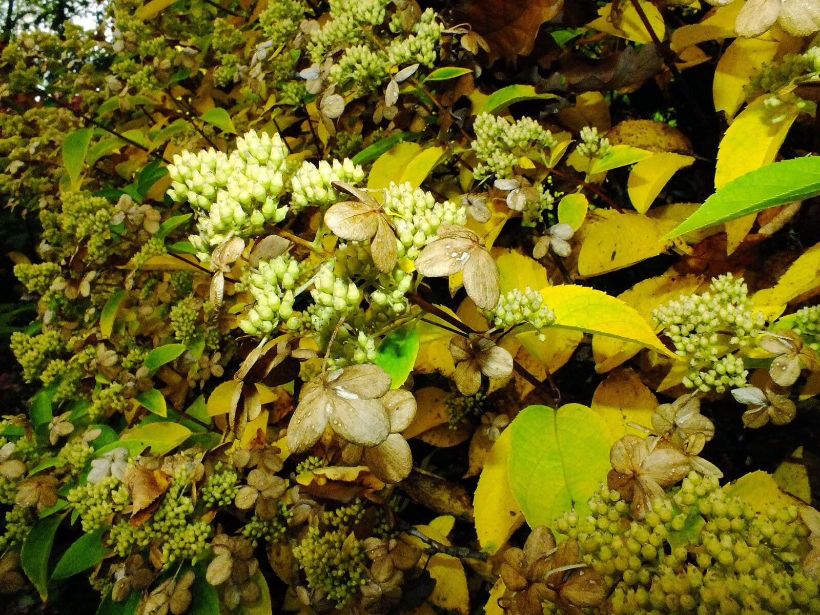 Hortenzie popelavá 3
