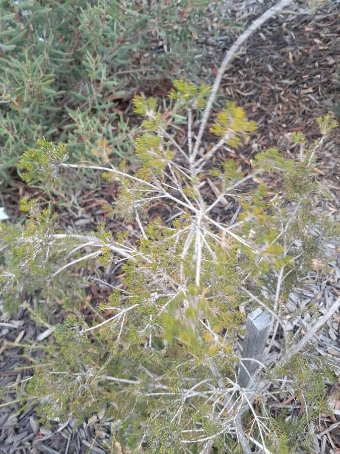 Melaleuca