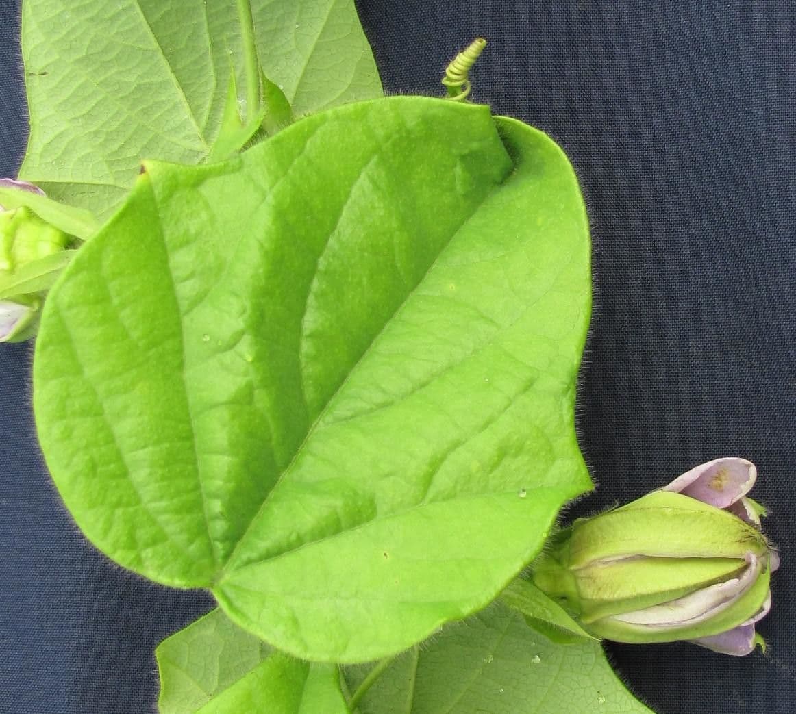 Passiflora 15