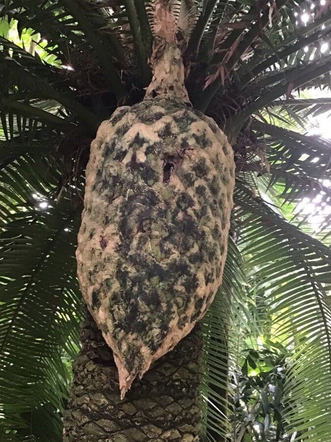 Dioon 5
