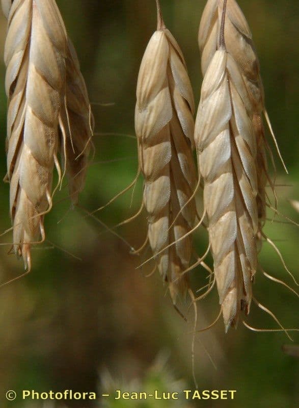 Bromus squarrosus 6