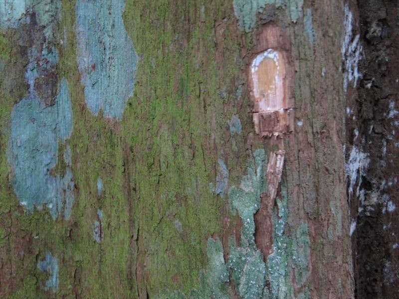 Pouteria guayanensis 15