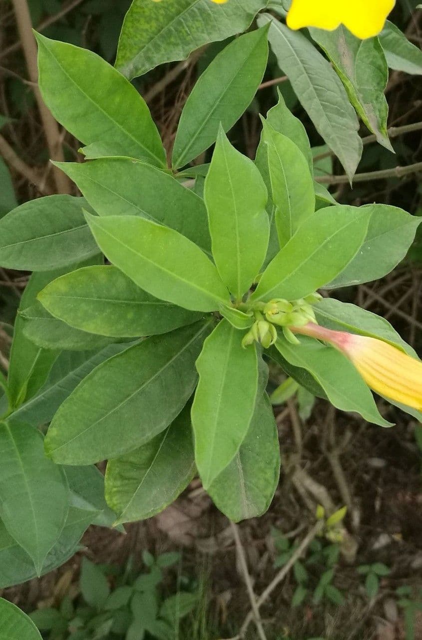 Busch-Allamanda 13