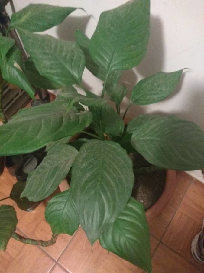 Aglaonema 8